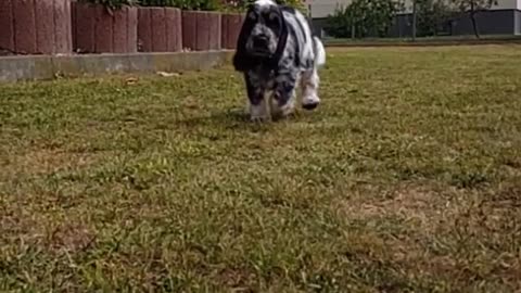 Dogy Runing in Slow Motion So funny