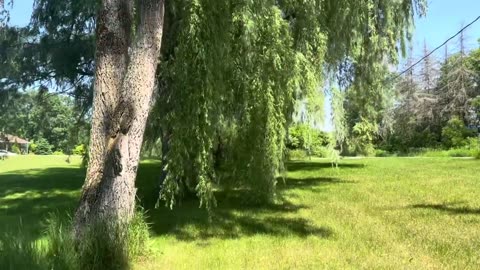 The song of Ancient Willows