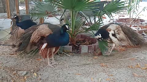 Beautiful peacock in