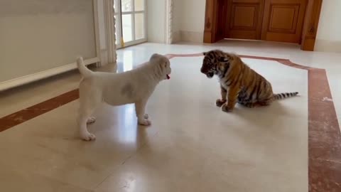 Dog Vs baby tiger 🙈🙈