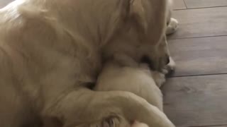 Golden Retriever Preciously Cuddles Little Puppy