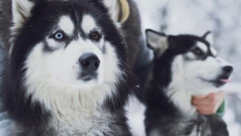 Young woman strokes two beautiful siberian fluffy huskies with different color eyes on the snow