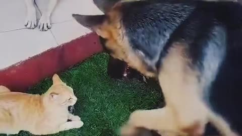 The fight between cat and dog