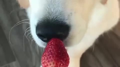 See what the dog does when you give him strawberries