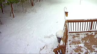 Bobcat Ambushes Squirrel on Deck