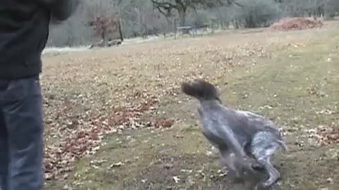 Funny dog is running