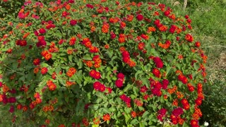 Butterflies Drinking Nectar from Lantana Flowers