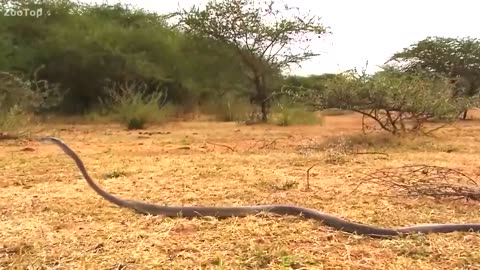 Fight to death black mamba vs mongoose