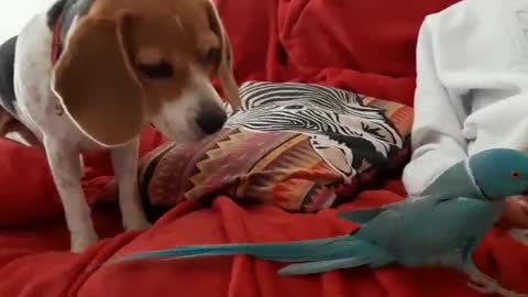 Cute Bird plays dead when he spots the dog