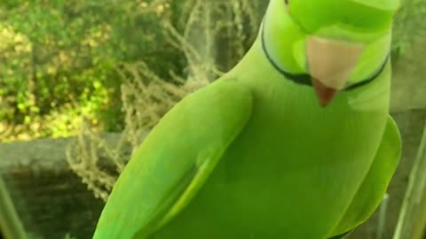 Funny situations and comic jokes for a green parrot