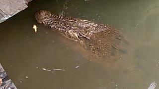 Friendly Crocodile Wants Fish