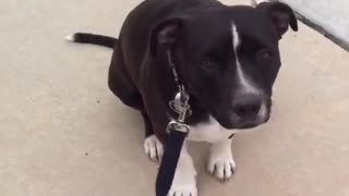 Black white dog waves hi to camera