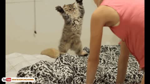 funny cat vine to watch
