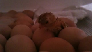 Baby chicks hatching!