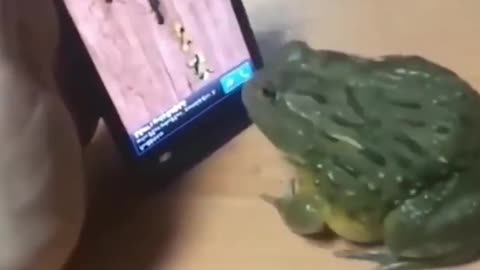 Frog playing mobile game