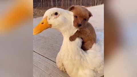 Adorable😊 Puppy Loves❤ its Duck Buddy....😍