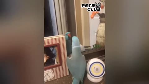 Little Funny Parrots Speaking English _ Pets Club Video 2021