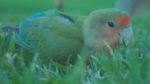 A small parrot eats grain, it's beautiful