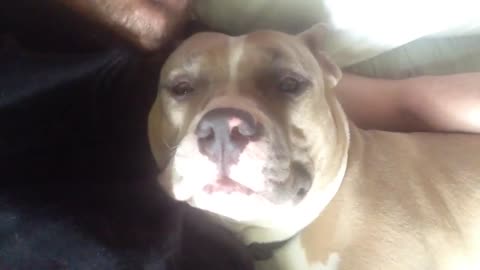 Lazy Pitbull snuggles