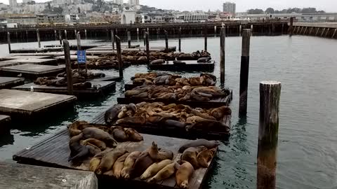 Seals in San Francisco Bay