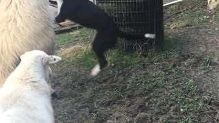 Dog Riding a Llama