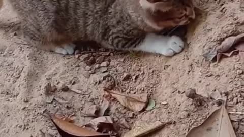 Catching snakes? Funny Cute Cat