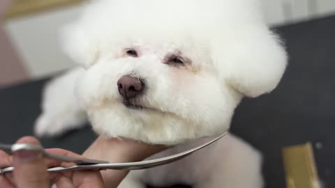 💖Puppys are especially afraid of cutting their nails during grooming💖‖ Pet Grooming