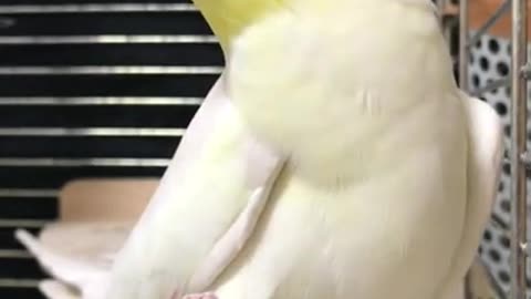 Funny cockatiel parrot singing