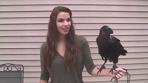 Ravens can talk!