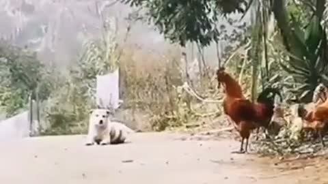 Dog imitates rooster's voice