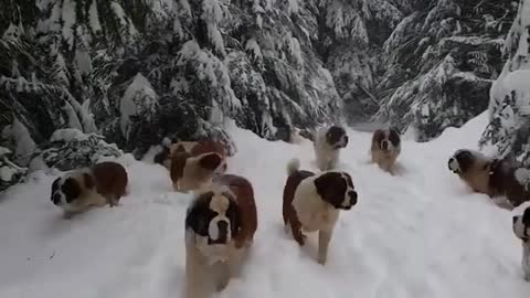 snow dogs