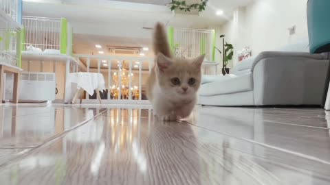 Short legged kitten