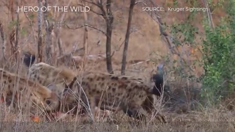 TOP_WILD_DOGS_AND_HYENAS_TAKE_ALIVE_IMPALA_MOMENTS