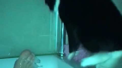 Cat startled by toes bathtub