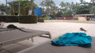Rude couple steal poolside seats and try to eat our food in Costa Rica