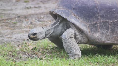 The Century-Long Journey Galápagos Tortoise