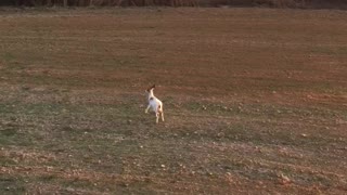 Albino white tail deer.