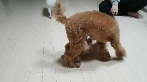 Adult poodle playing with baby poodle, adult poodle name is Latte