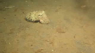 Cuttlefish Hunting in Indonesia