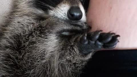 Raccoon Snuggling and Thumb Sucking