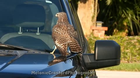 Red-Shouldered Hawk (NatureInYourFace)