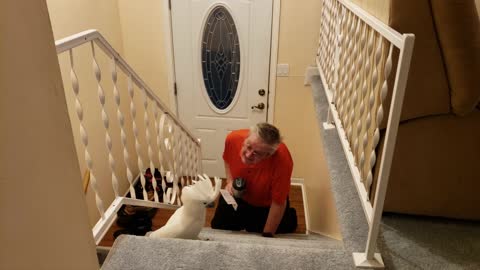 Parrot Waits For Dad To Cross The Doorstep And He Is So Excited