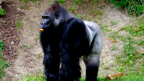 Gorilla I'm so hungry