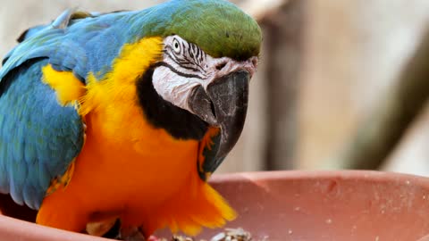 Watch how beautiful the colors of this parrot are from another world