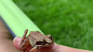 Cutest frog friend EVA 🐸💓