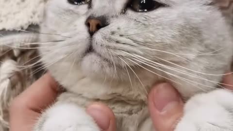 cute cat