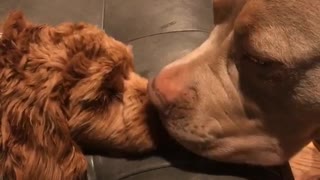 Large brown dog licks small fluffy dog on the nose