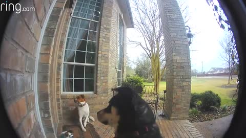 Smart Dogs Ring Doorbells To Get Owners Attention
