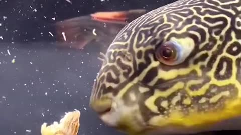 Puffer Fish eat small crabs