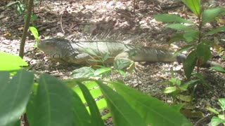 Common Green Iguana